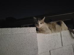 Lost Male Cat last seen Near Ave. Indian School Rd., Phoenix, AZ 85033