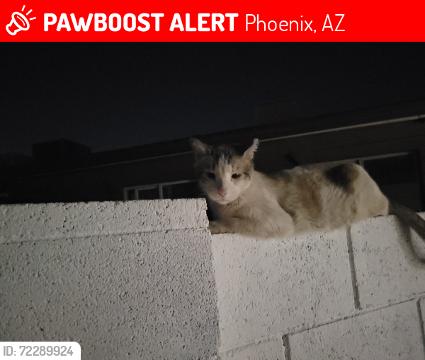 Lost Male Cat last seen Near Ave. Indian School Rd., Phoenix, AZ 85033