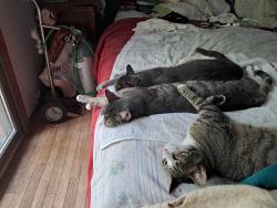 Lost Male Cat last seen Route 520/Union Hill Road in Morganville, NJ, Marlboro Township, NJ 07751