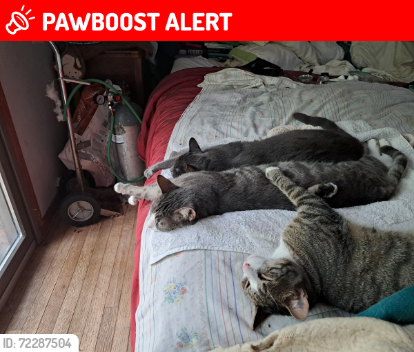 Lost Male Cat last seen Route 520/Union Hill Road in Morganville, NJ, Marlboro Township, NJ 07751