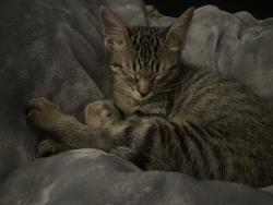 Lost Male Cat last seen Between building 8-9 and building 2 near the grge , Dallas, TX 75287
