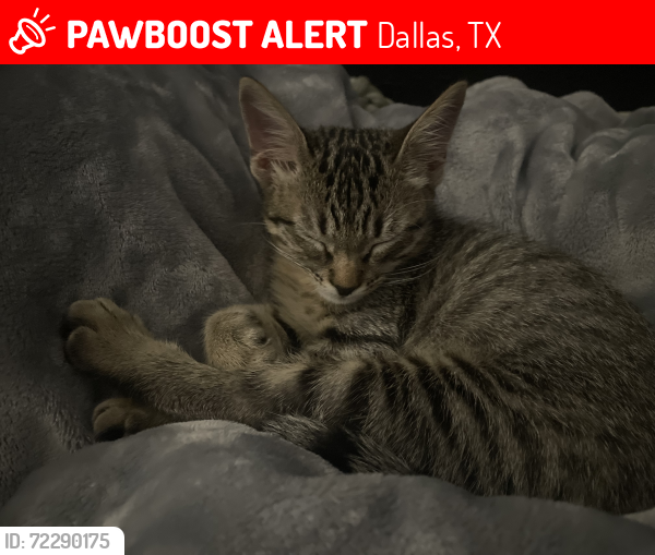 Lost Male Cat last seen Between building 8-9 and building 2 near the grge , Dallas, TX 75287