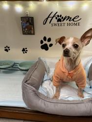 Lost Female Dog last seen Auburn Oh, Hamilton, OH 45013