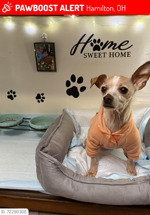 Lost Female Dog last seen Auburn Oh, Hamilton, OH 45013