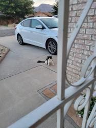 Lost Unknown Cat last seen Rushing also Fort Worth, El Paso TX, El Paso, TX 79924