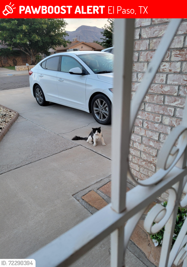 Lost Unknown Cat last seen Rushing also Fort Worth, El Paso TX, El Paso, TX 79924