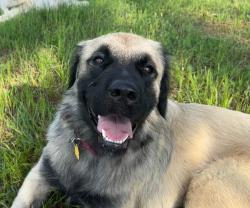 Lost Female Dog last seen County road 4560, Winnsboro, TX 75494