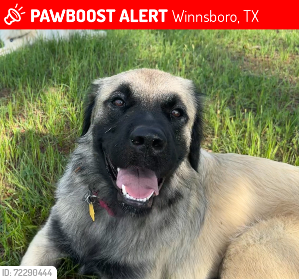 Lost Female Dog last seen County road 4560, Winnsboro, TX 75494