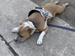 Lost Male Dog last seen Oak springs, Austin, TX 78721