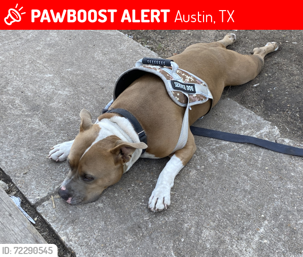 Lost Male Dog last seen Oak springs, Austin, TX 78721