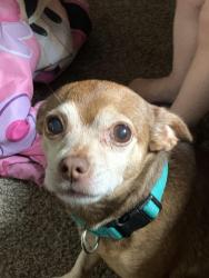 Lost Male Dog last seen Cahaba Mobile ests, Trussville, AL 35173