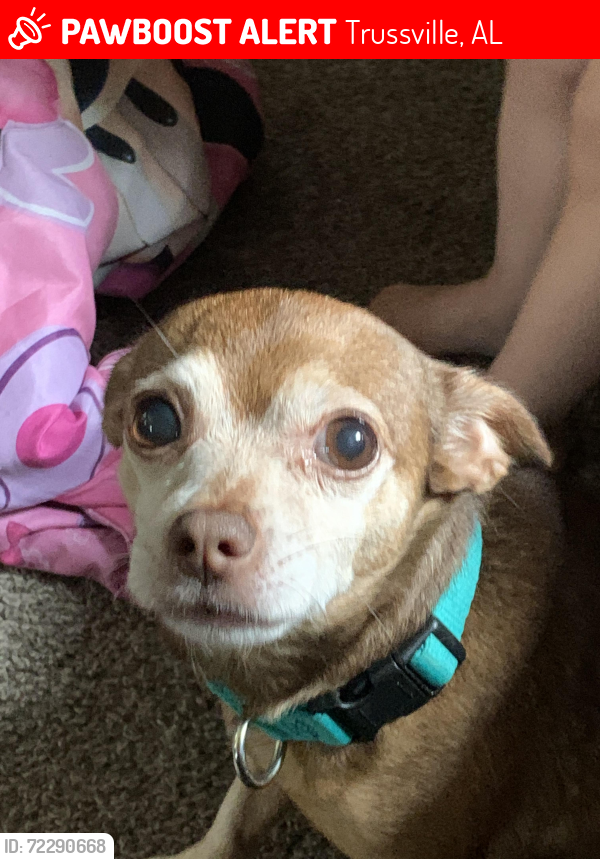 Lost Male Dog last seen Cahaba Mobile ests, Trussville, AL 35173