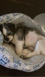 Lost Male Dog last seen Near S mason rd, Cinco Ranch, TX 77450
