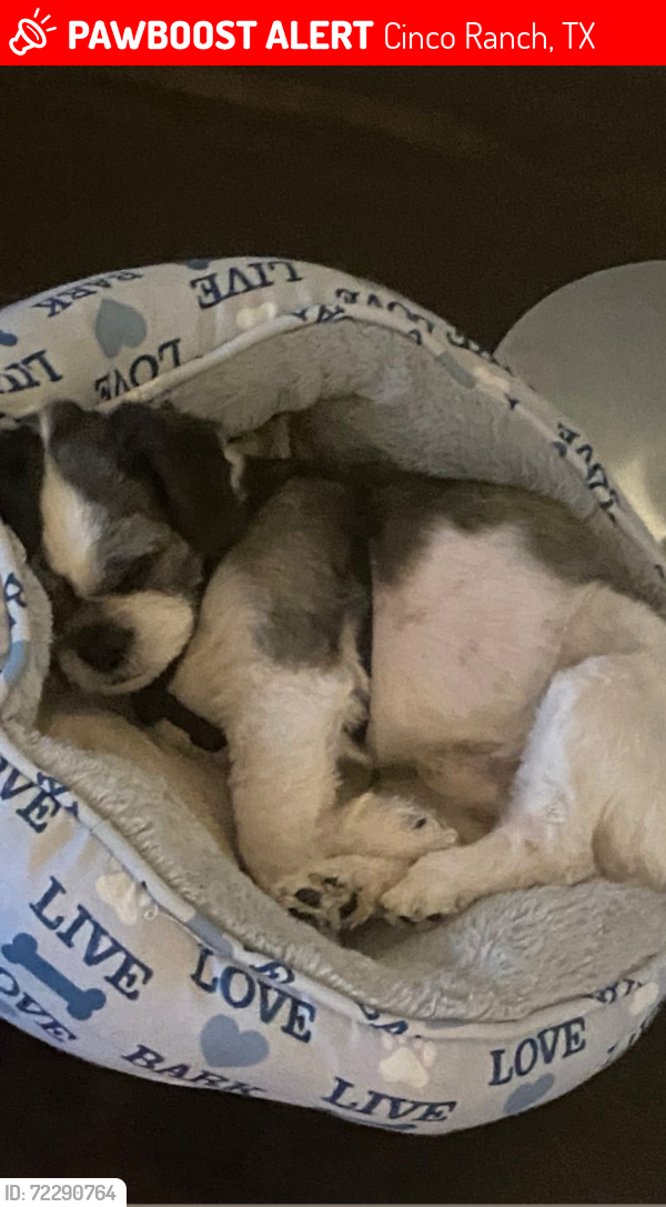 Lost Male Dog last seen Near S mason rd, Cinco Ranch, TX 77450