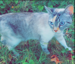 Lost Female Cat last seen Dixie and 275 or in Groesbeck , Crestview Hills, KY 41017