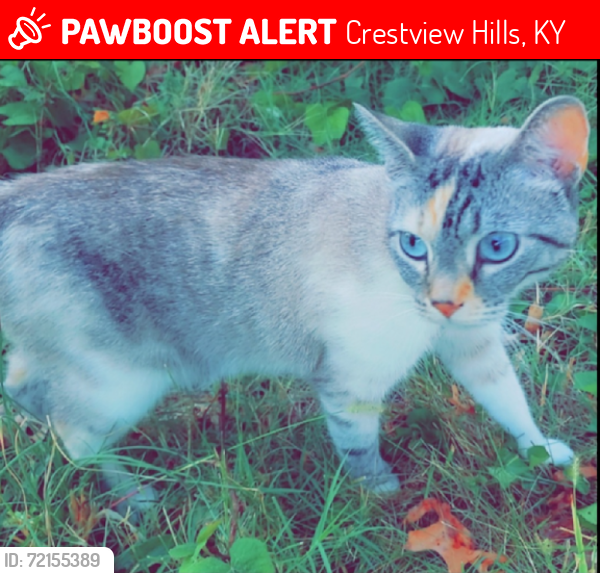 Lost Female Cat last seen Dixie and 275 or in Groesbeck , Crestview Hills, KY 41017