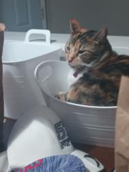 Lost Female Cat last seen Elucid ave/ Timmy ave Clovis CA , Clovis, CA 93612