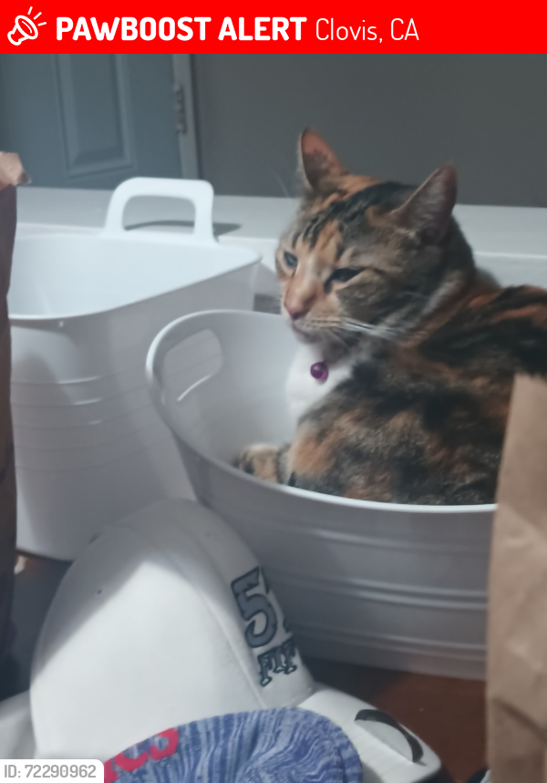 Lost Female Cat last seen Elucid ave/ Timmy ave Clovis CA , Clovis, CA 93612