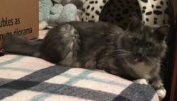Lost Male Cat last seen Cerulean and Taylor , Garden Grove, CA 92845