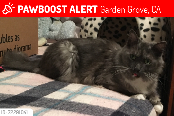 Lost Male Cat last seen Cerulean and Taylor , Garden Grove, CA 92845