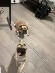 Lost Male Dog last seen San Martin, San Cristobal, Angelina, Chaparral, NM 88081