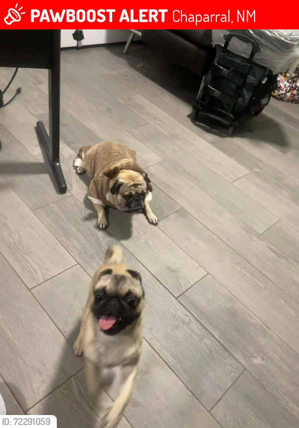 Lost Male Dog last seen San Martin, San Cristobal, Angelina, Chaparral, NM 88081