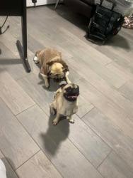 Lost Female Dog last seen San Valentín, San Jacinto, San Cristobal, Angelin, Chaparral, NM 88081