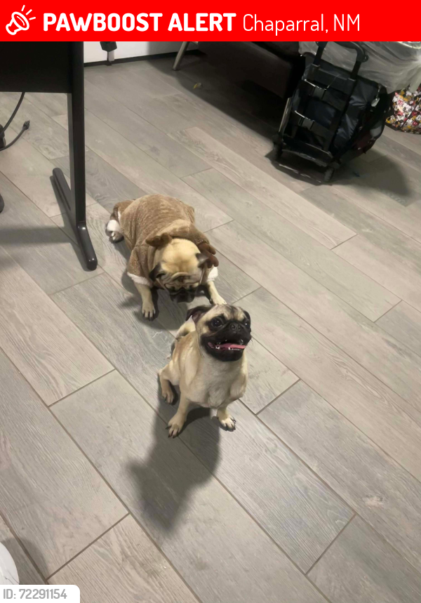 Lost Female Dog last seen San Valentín, San Jacinto, San Cristobal, Angelin, Chaparral, NM 88081