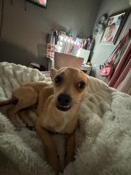 Reunited Male Dog last seen Kenwood Ave, Fort Worth, TX 76116, USA, Fort Worth, TX 76116