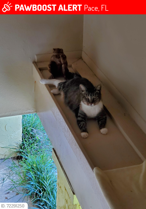 Lost Female Cat last seen Carlyn Dr, off East Spencer Field Rd near Brentwood Subdivision , Pace, FL 32571