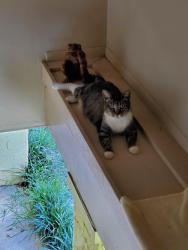 Lost Female Cat last seen Carlyn Dr, off East Spencer Field Rd near Brentwood Subdivision , Pace, FL 32571