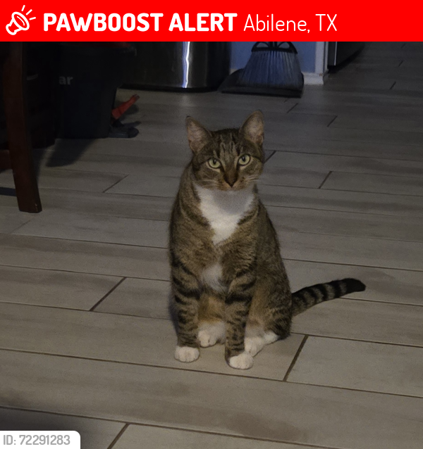 Lost Male Cat last seen Antilley Rd, Abilene, TX 79606