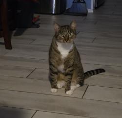 Lost Male Cat last seen Antilley Rd, Abilene, TX 79606