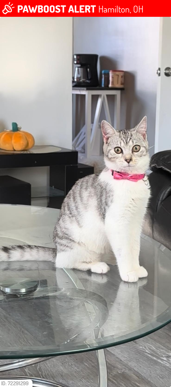 Lost Female Cat last seen Decamp rd, Hamilton, OH 45013