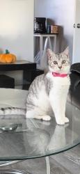 Lost Female Cat last seen Decamp rd, Hamilton, OH 45013