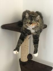 Lost Female Cat last seen Village blvd, West Palm Beach, FL 33407