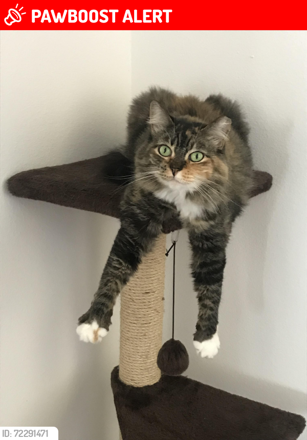 Lost Female Cat last seen Village blvd, West Palm Beach, FL 33407