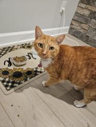 Lost Male Cat last seen Liberty Hill Dr., Mint Hill NC, Mint Hill, NC 28227