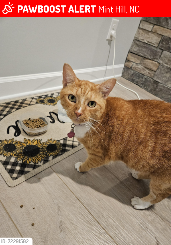 Lost Male Cat last seen Liberty Hill Dr., Mint Hill NC, Mint Hill, NC 28227