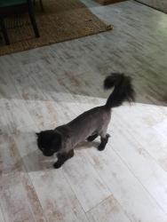 Lost Male Cat last seen Near Noble View Drive , Senoia, GA 30276