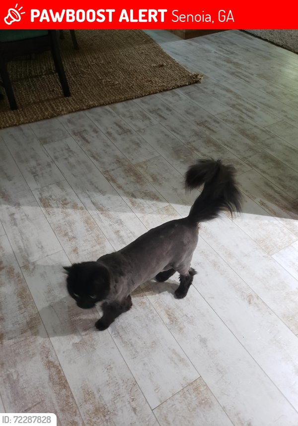 Lost Male Cat last seen Near Noble View Drive , Senoia, GA 30276
