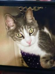 Lost Male Cat last seen Short Road NE , Knoxville, TN 37921