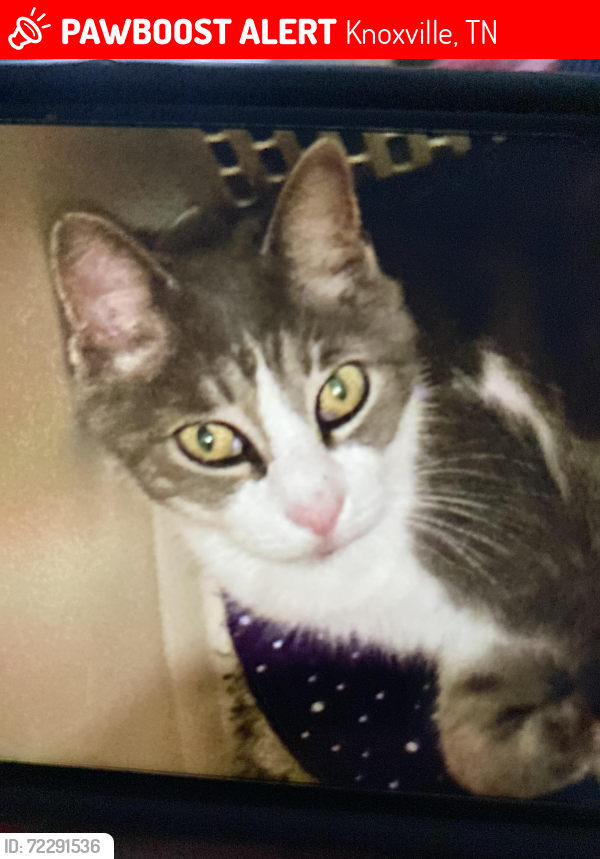 Lost Male Cat last seen Short Road NE , Knoxville, TN 37921