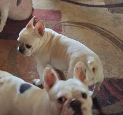 Lost Female Dog last seen Center Ave, Odessa, TX 79761