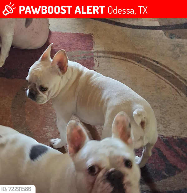 Lost Female Dog last seen Center Ave, Odessa, TX 79761