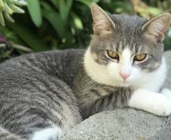 Lost Male Cat last seen 250th Street and Eshelman, Lomita, CA 90717