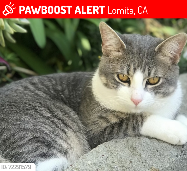 Lost Male Cat last seen 250th Street and Eshelman, Lomita, CA 90717