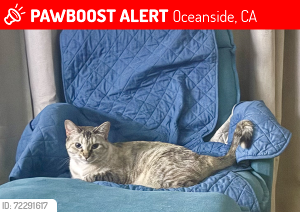 Lost Female Cat last seen Lake Blvd and Mira Monte , Oceanside, CA 92056