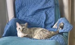 Lost Female Cat last seen Lake Blvd and Mira Monte , Oceanside, CA 92056