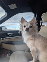 Lost Male Dog last seen Near N 1060 W Orem Utah, Orem, UT 84057